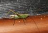 Conocephalus fuscus